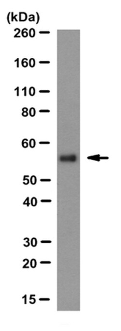 MilliporeSigma anti-ATP Synthase subunit beta Clone: 11/21-7-A8, 100&mu;g,